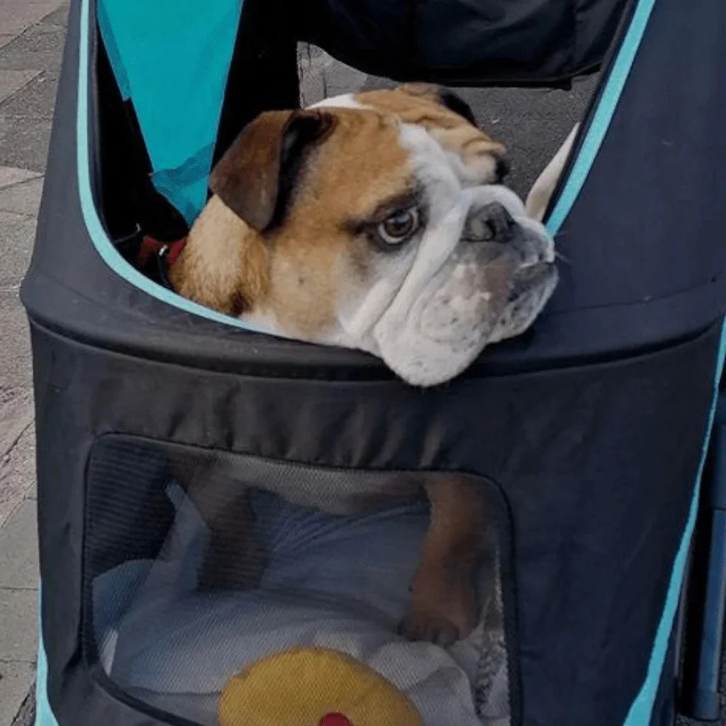 Dog sales pram uk